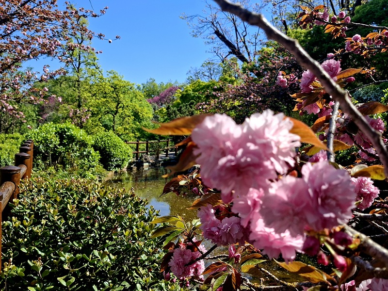 Sakura, l’attimo che fiorisce: come i ciliegi giapponesi insegnano alle città a vivere il presente