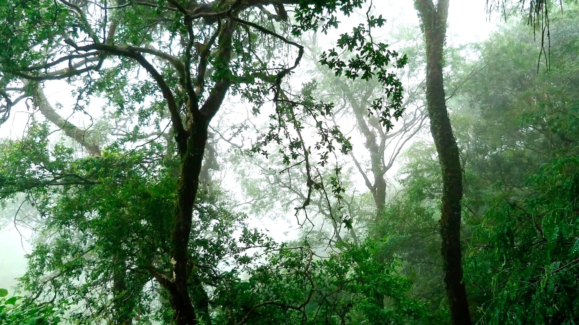 Sostenibilità, via al progetto di riforestazione in Cile: 80mila tonnellate di CO2 in meno. Ecco di cosa si tratta