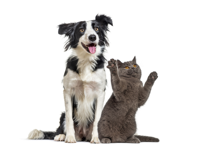 Benessere e tracciabilità di cani e gatti: via libera definitivo dal Consiglio UE alle nuove regole europee