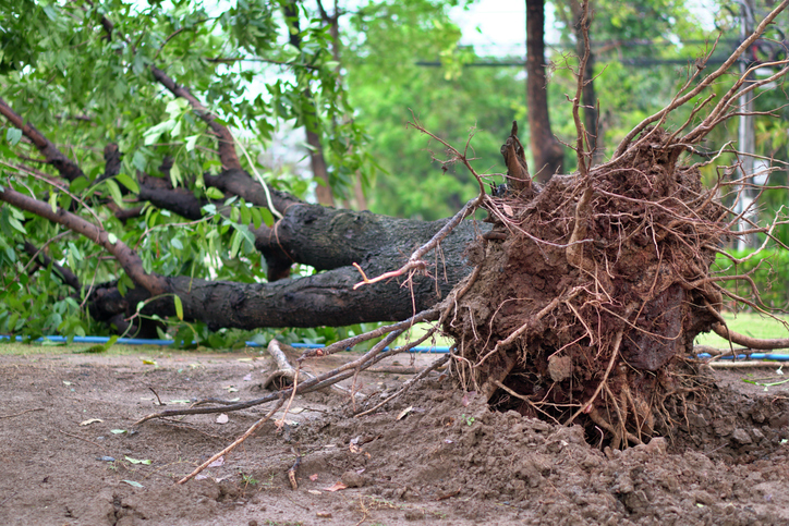 Alberi caduti sulla strada e responsabilità dell’ente gestore