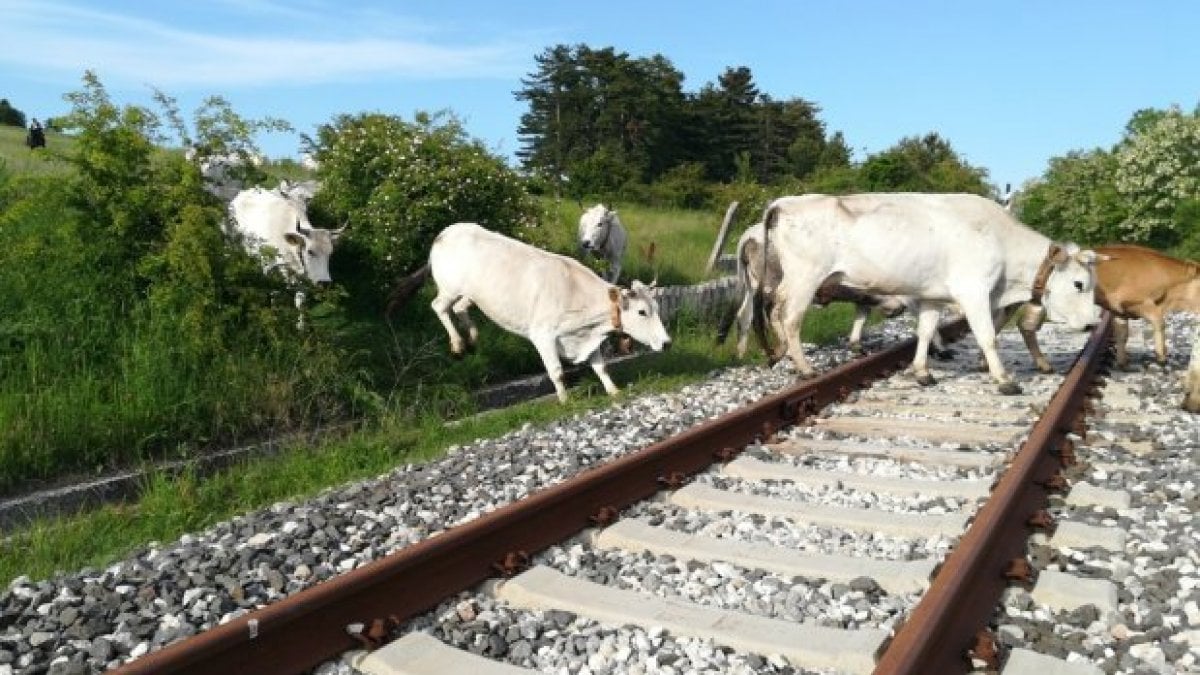 Treno deraglia dopo l’impatto con alcune mucche: caos sulla Roma-Firenze