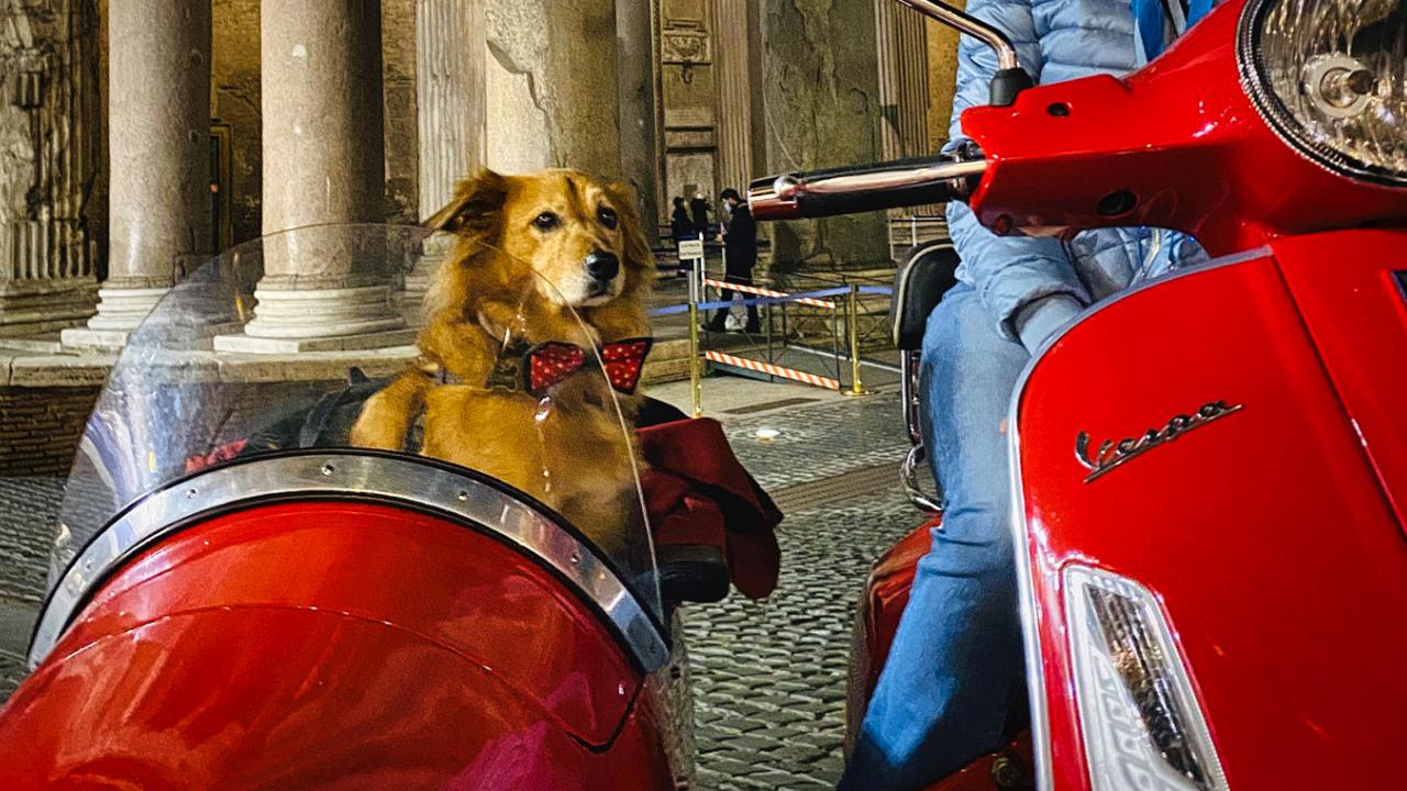 Si può portare un cane in moto? Ecco cosa dice il codice della strada
