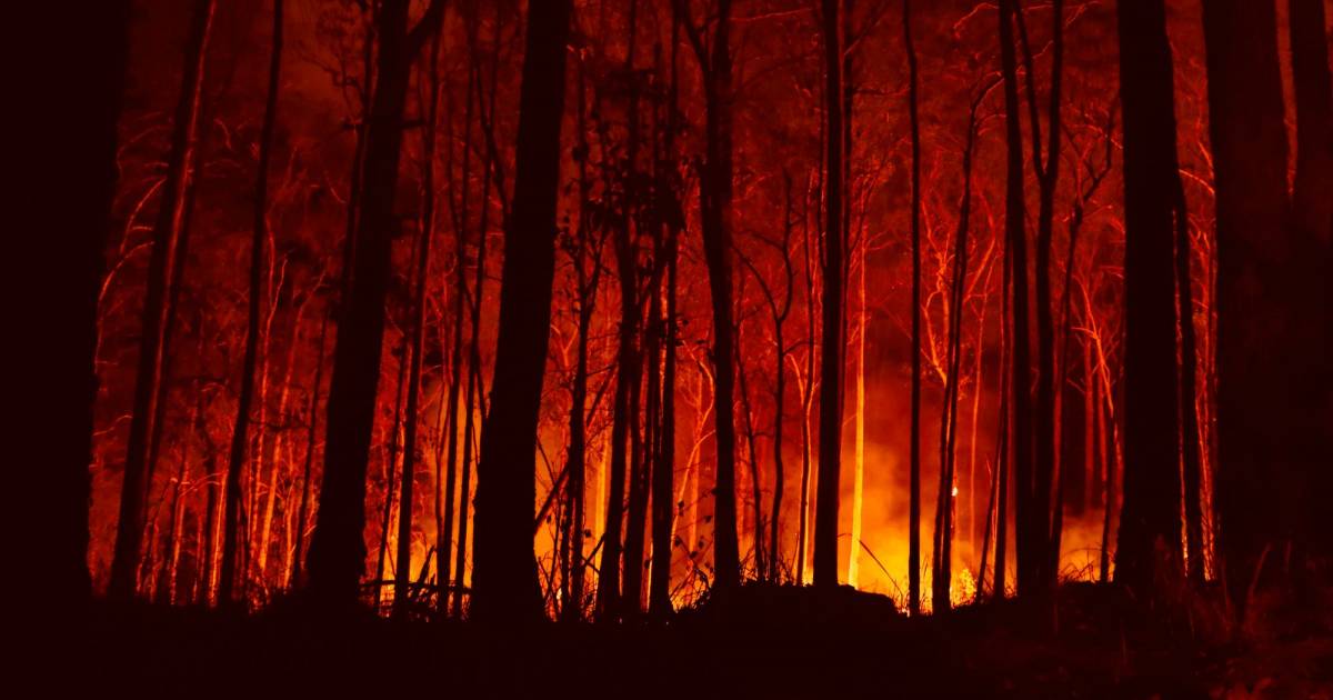 Ambiente, El Niño sta svuotando il serbatoio CO2. Il pericolo sul clima